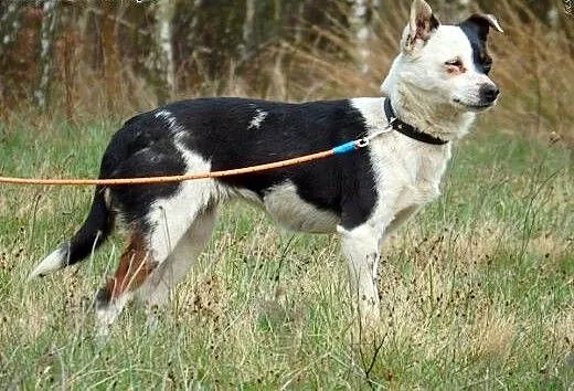 Papużkinierozłączki-piesek i suczka,maleńkie,adopc