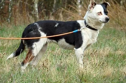 Papużkinierozłączki-piesek i suczka,maleńkie,adopc