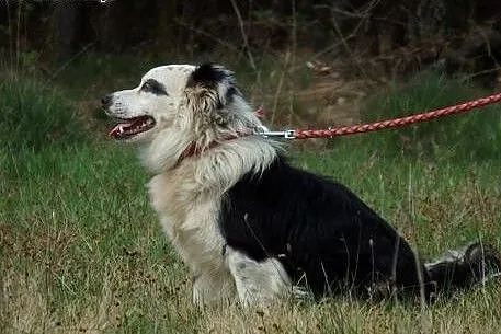 Papużkinierozłączki-piesek i suczka,maleńkie,adopc