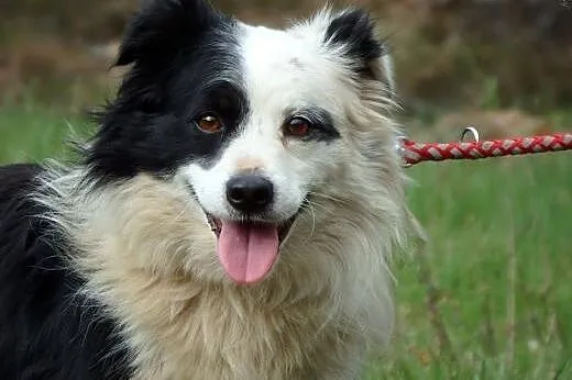 Papużkinierozłączki-piesek i suczka,maleńkie,adopc