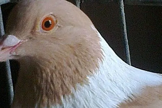 Sprzedam Strassery żółte