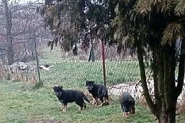Owczarek niemiecki szczeniaki i młodzież owczarki, Dąbrowa Górnicza