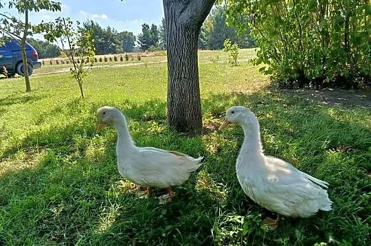 Kaczki białe, Kujawsko-pomorskie, Młynek