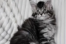 Piękne i duże kocurki maine coon
