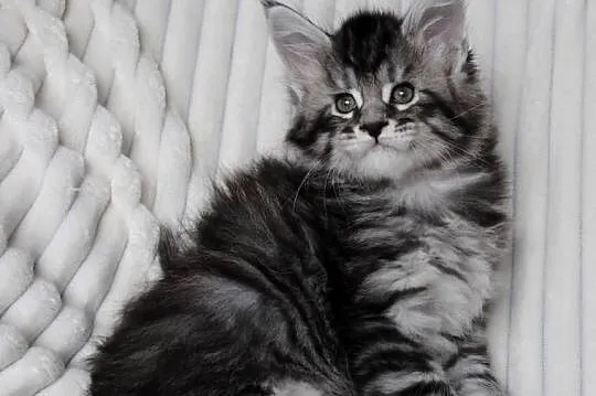 Piękne i duże kocurki maine coon