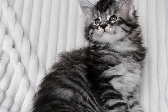 Piękne i duże kocurki maine coon, Dolnośląskie, Brzezia Łąka
