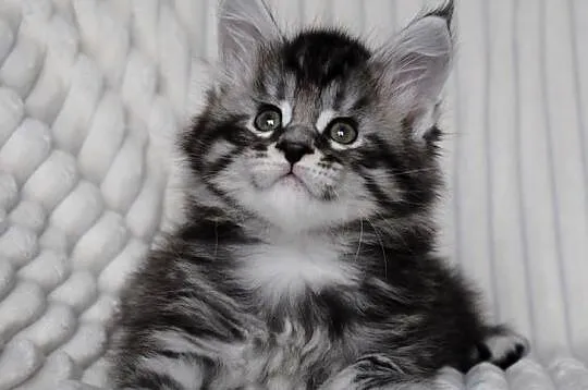 Piękne i duże kocurki maine coon, Dolnośląskie, Brzezia Łąka