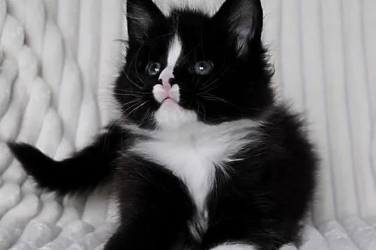 Piękne i duże kocurki maine coon, Dolnośląskie, Brzezia Łąka