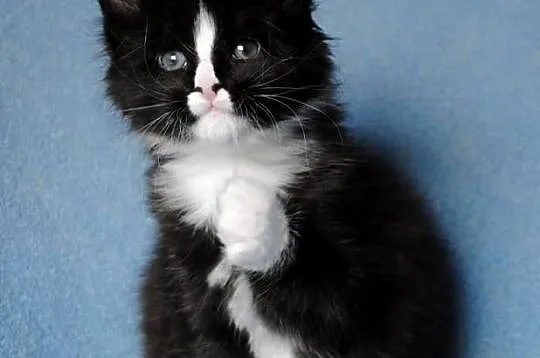 Piękne i duże kocurki maine coon, Dolnośląskie, Brzezia Łąka
