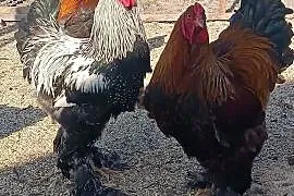 ? Koguty Brahma – sprzedam lub zamienię ?
