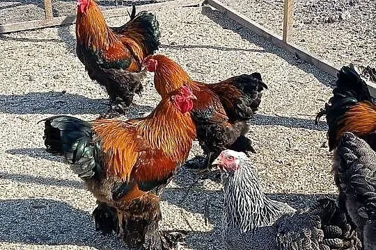 ? Koguty Brahma – sprzedam lub zamienię ?, Lubelskie, Natalin