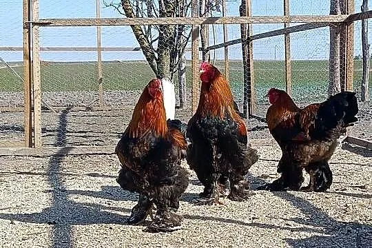 ? Koguty Brahma – sprzedam lub zamienię ?, Lubelskie, Natalin