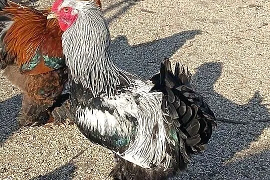 ? Koguty Brahma – sprzedam lub zamienię ?, Lubelskie, Natalin