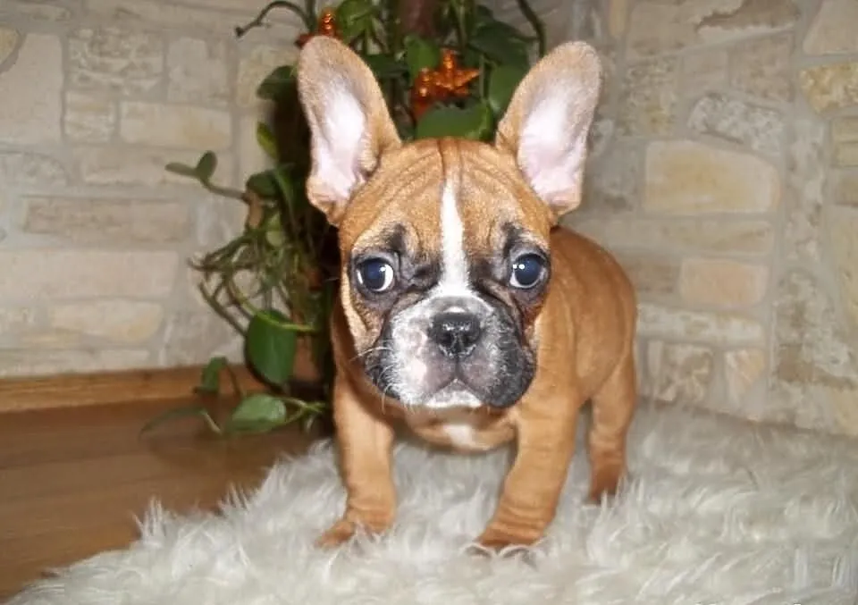 Buldog fr-piesek 9tyg.