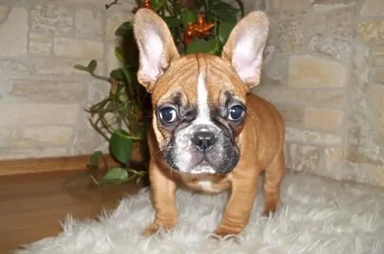Buldog fr-piesek 9tyg.