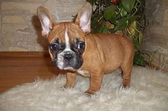 Buldog fr-piesek 9tyg.
