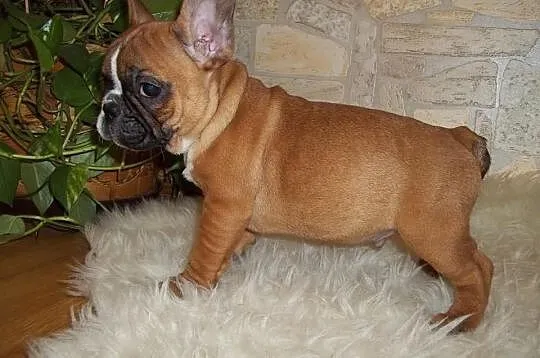 Buldog fr-piesek 9tyg.