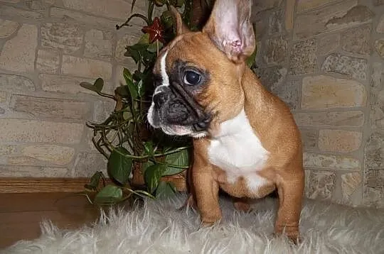 Buldog fr-piesek 9tyg.