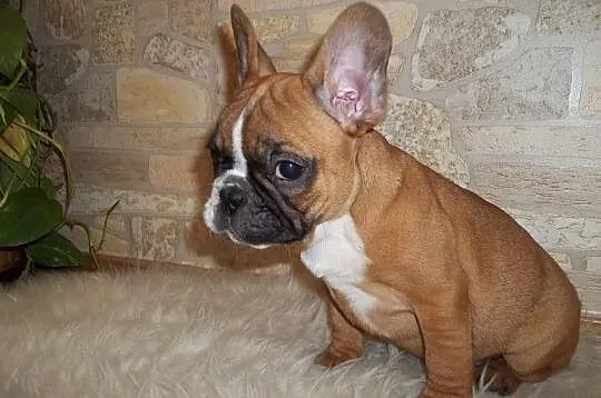 Buldog fr-piesek 9tyg.