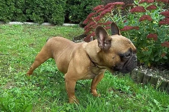 Buldog fr-piesek 9tyg.