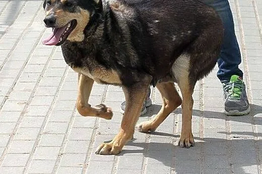 BRYZA wyjątkowa bardzo sympatyczna sunia PILNIE PO