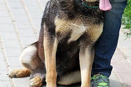 BRYZA wyjątkowa bardzo sympatyczna sunia PILNIE PO