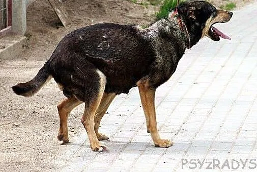 BRYZA wyjątkowa bardzo sympatyczna sunia PILNIE PO