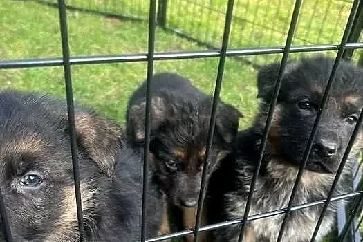 Domowe Owczarki Niemieckie z Rodowodem, Podkarpackie, Tarnowiec
