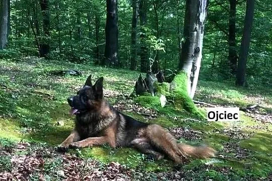 Domowe Owczarki Niemieckie z Rodowodem, Podkarpackie, Tarnowiec