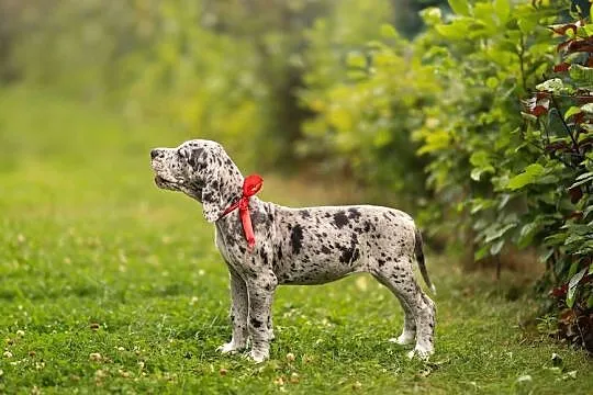 Dog niemiecki FCI suczka merle z domowej hodowli, gotowe na nowy dom, Wielkopolskie, Gronówko