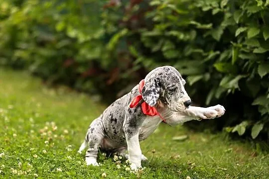Dog niemiecki FCI suczka merle z domowej hodowli, gotowe na nowy dom, Wielkopolskie, Gronówko