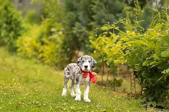 Dog niemiecki FCI suczka merle z domowej hodowli, gotowe na nowy dom, Wielkopolskie, Gronówko
