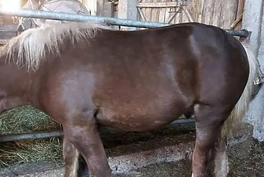 Ogierek zimnokrwisty sokólski, Mazowieckie, Pęchratka Mała