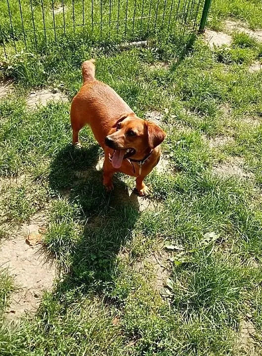 Pod wanną chowana, idealna na kolana! - Tinka do adopcji, Mazowieckie, Warszawa