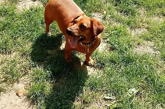 Pod wanną chowana, idealna na kolana! - Tinka do adopcji
