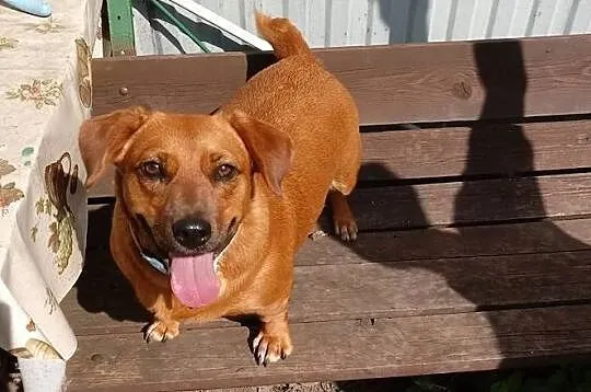 Pod wanną chowana, idealna na kolana! - Tinka do adopcji, Mazowieckie, Warszawa