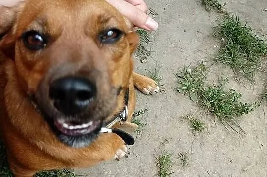 Pod wanną chowana, idealna na kolana! - Tinka do adopcji, Mazowieckie, Warszawa