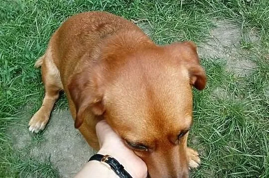 Pod wanną chowana, idealna na kolana! - Tinka do adopcji, Mazowieckie, Warszawa