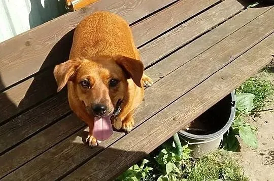 Pod wanną chowana, idealna na kolana! - Tinka do adopcji, Mazowieckie, Warszawa