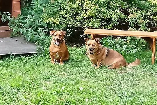 Pod wanną chowana, idealna na kolana! - Tinka do adopcji, Mazowieckie, Warszawa