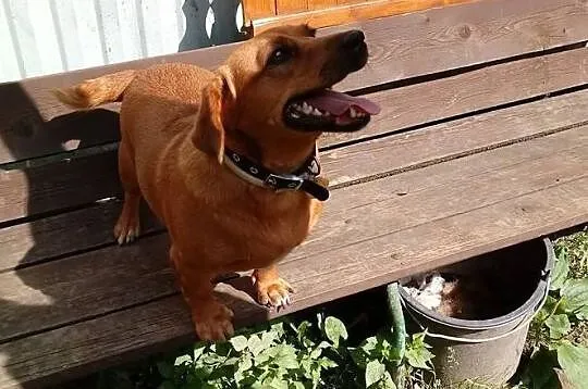 Pod wanną chowana, idealna na kolana! - Tinka do adopcji, Mazowieckie, Warszawa