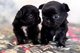 Chihuahua długowłosa