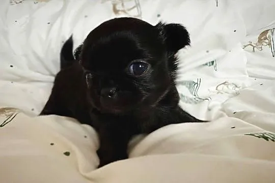 Chihuahua długowłosa, Mazowieckie, Płock