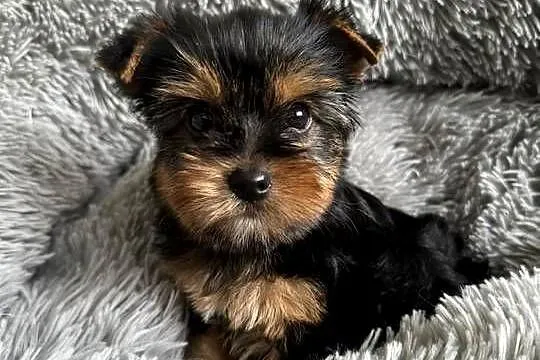 Yorkshire Terrier Chłopiec Rodowód Chip Wyprawka, Śląskie, Częstochowa