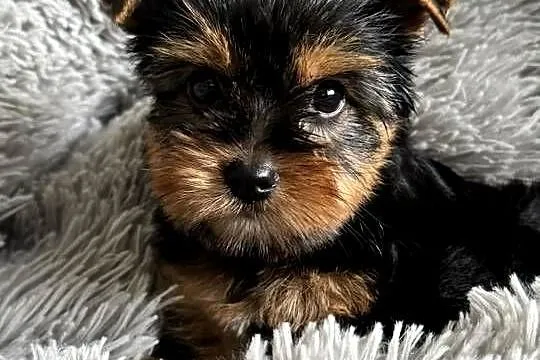 Yorkshire Terrier Chłopiec Rodowód Chip Wyprawka, Śląskie, Częstochowa