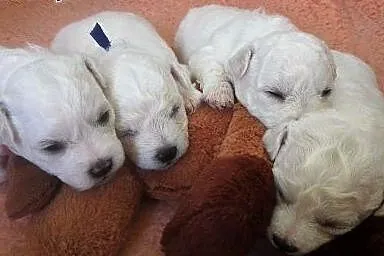 Bichon frise z rodowodem, pomorskie Pruszcz Gdański