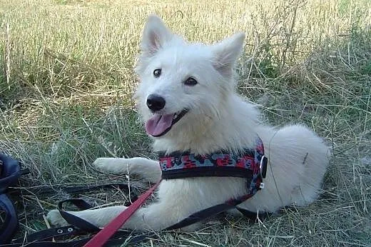 Sunia Koka prześliczna kochana biała panienka szuka domu! ,  wielkopolskie Poznań