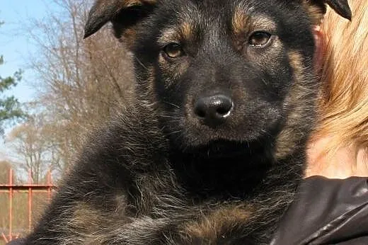 3 szczeniaczki szukają miłości,  mazowieckie Radzy