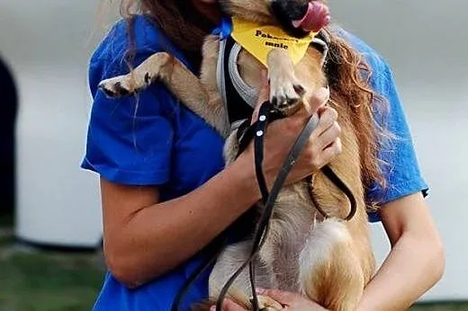 Malutki młody piesek ok5kg do adopcji,  zachodniop