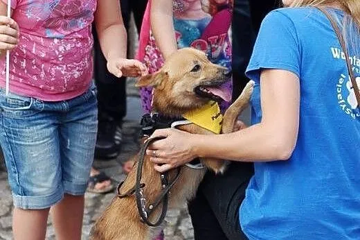Malutki młody piesek ok5kg do adopcji,  zachodniop